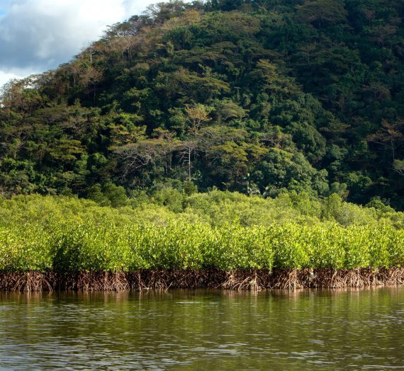 SM Prime’s Costa Del Hamilo with WWW-Philippines preserve mangrove trees